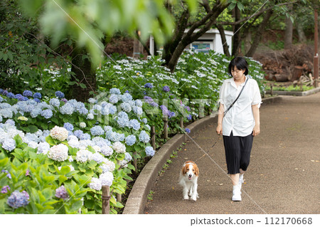 雨季時節,主人和他的中型狗Koikeruhondier沿著繡球花小徑散步。 雨季時節,主人和他的中型狗Koikeruhondier沿著繡球花小徑散步。 112170668