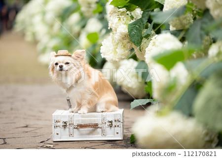 A small dog Chihuahua stylishly posing in front of hydrangeas with a white trunk and hat 112170821