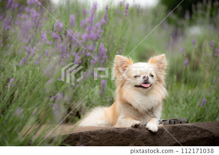 一隻小狗吉娃娃在紫色薰衣草田前可愛地擺姿勢 112171038