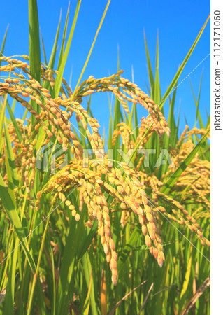 Harvested ears of rice and blue sky (vertical composition) 112171060