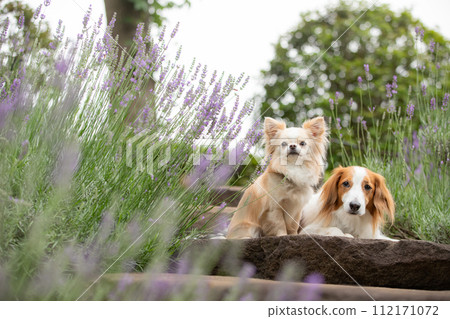 A small dog, Chihuahua, and a medium-sized dog, Koikerhondier, pose together in front of purple lavender. A small dog, Chihuahua, and a medium-sized dog, Koikerhondier, pose together in front of purple lavender. 112171072