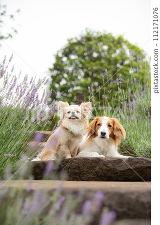 A small dog, Chihuahua, and a medium-sized dog, Koikerhondier, pose together in front of purple lavender. 112171076