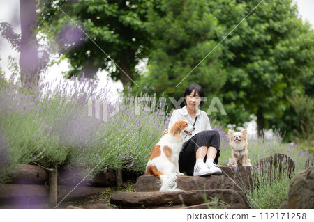 中型犬 Koikerhondier 和小型犬 Chihuahua 與女主人在薰衣草田裡拍攝紀念照。 112171258