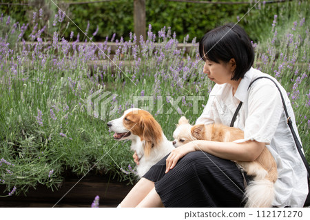 A medium-sized dog, Koikerhondier, and a small dog, Chihuahua, take a commemorative photo in a lavender field with their female owner. 112171270