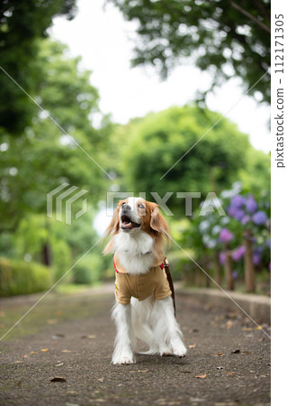 一隻中型狗 Koikerkhondier 擺出一副童子軍的樣子。 112171305