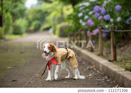 一隻中型狗 Koikerkhondier 擺出一副童子軍的樣子。 112171306