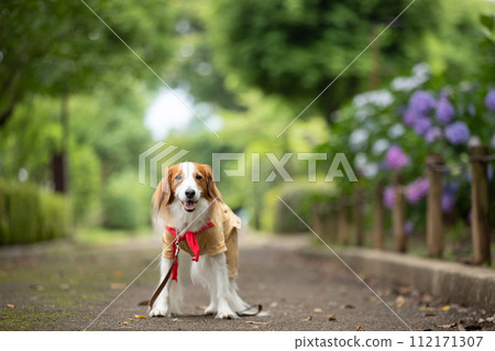 一隻中型狗 Koikerkhondier 擺出一副童子軍的樣子。 112171307