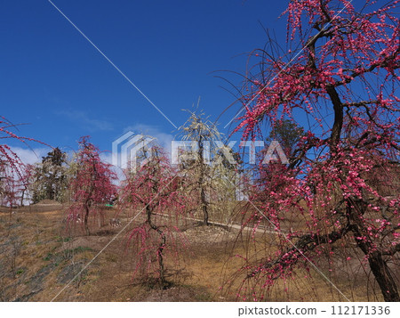 三室戶寺垂梅風景 三室戶寺垂梅風景 112171336