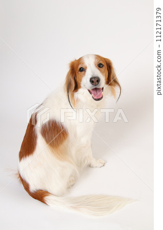A dog skillfully turning around on a studio set 112171379
