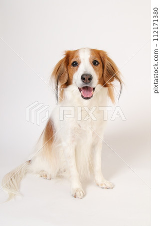Smiling medium-sized dog Koikerkhondier 112171380