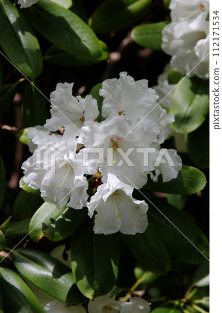 Rhododendron Rhododendron 112171534