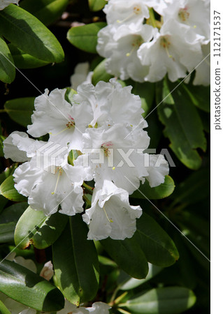 Rhododendron Rhododendron 112171537