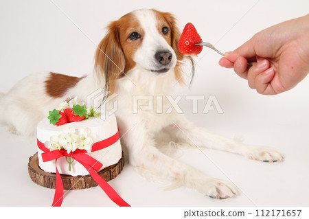 dog eating strawberries from birthday cake 112171657