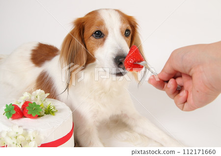 dog eating strawberries from birthday cake dog eating strawberries from birthday cake 112171660