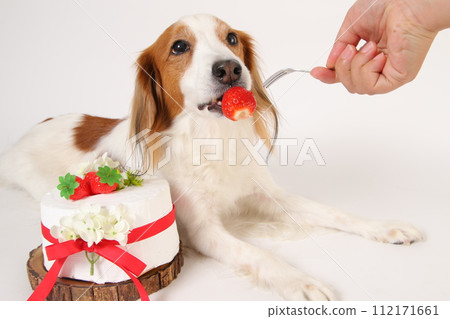 狗狗吃生日蛋糕上的草莓 狗狗吃生日蛋糕上的草莓 112171661