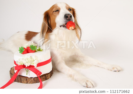 狗狗吃生日蛋糕上的草莓 112171662