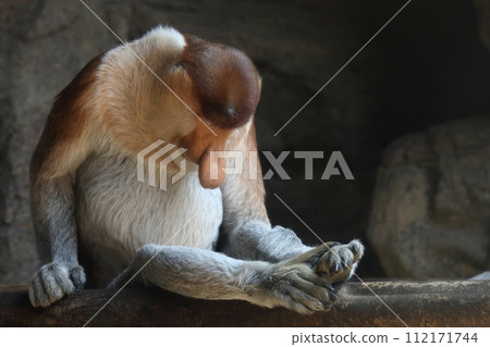 Male proboscis monkey that sits and sleeps 112171744