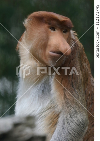Male proboscis monkey looking back 112171745