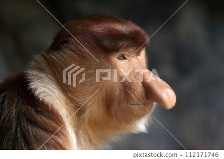 Close-up of the profile of a male proboscis monkey 112171746
