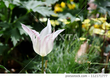 Tulip flower Tulip flower 112171777