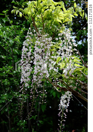 Wisteria flowers Wisteria flowers 112171816