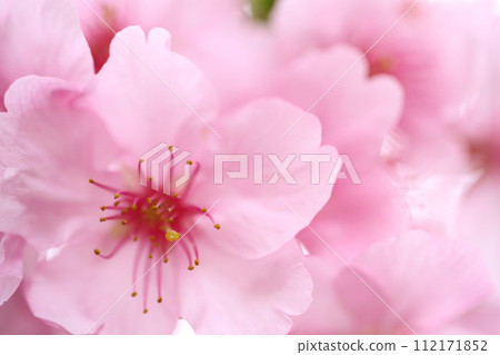 cherry blossom view 112171852