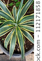 Close up of century plant  112171858