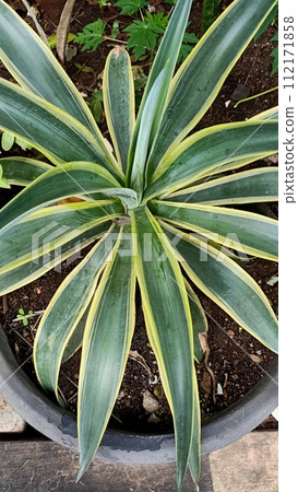 Close up of century plant Close up of century plant 112171858