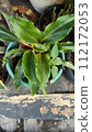 Close up of orange spider plant  112172053