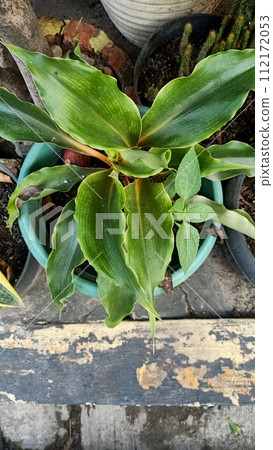 Close up of orange spider plant  112172053