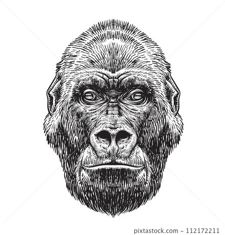 Gorrila head drawing Gorrila head drawing 112172211
