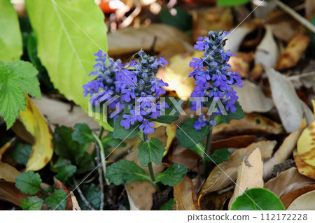 Honey Honey 112172228