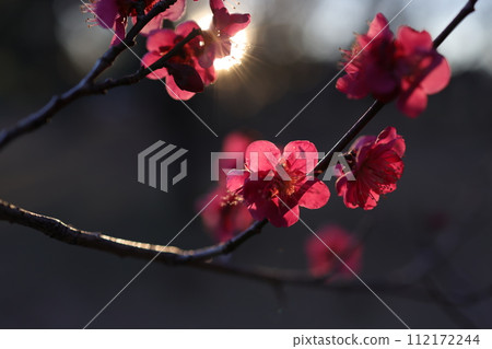 紅梅花 112172244
