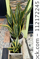Close up of snake plant  112172245