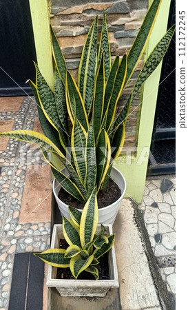 Close up of snake plant  Close up of snake plant  112172245