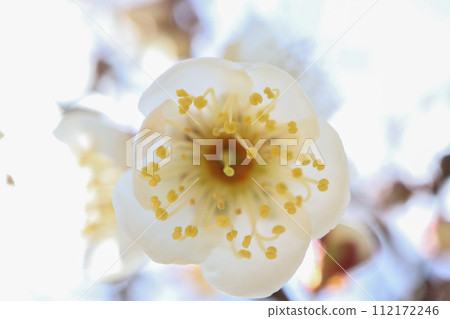 梅花 112172246