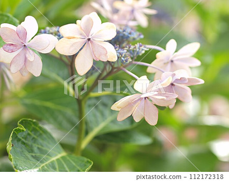 Huge hydrangea flower up Huge hydrangea flower up 112172318