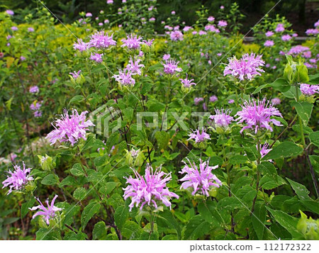 佛手柑花生態攝影 112172322