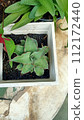 Close up of walking sansevieria plant  112172440