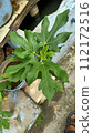Close up of common fig plant  112172516