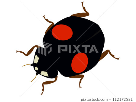 Beneficial insect "Nami ladybird" double pattern, black with two red patterns, facing downward, diagonal 112172581