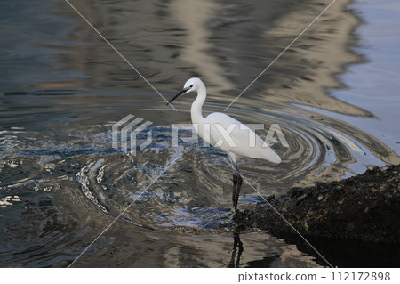 the magnificent white bird called the great egret the magnificent white bird called the great egret 112172898