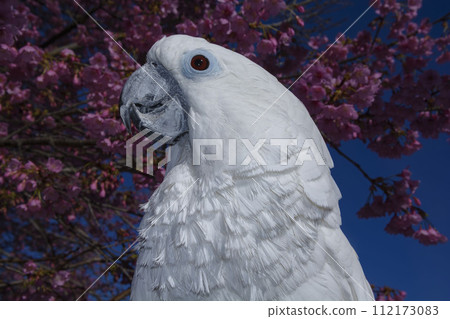 Cockatoo cockatoo bird 112173083