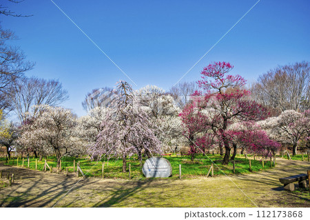 Fuchu City, Tokyo Local Forest Plum Festival 112173868