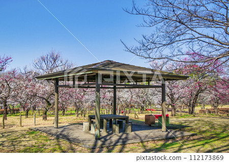 Fuchu City, Tokyo Local Forest Plum Festival 112173869