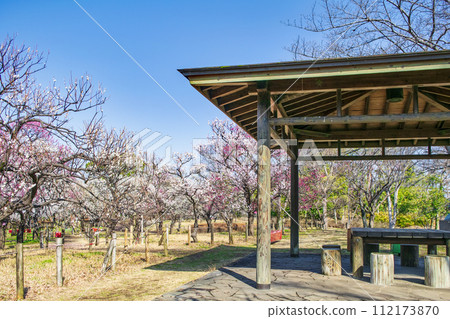 Fuchu City, Tokyo Local Forest Plum Festival 112173870