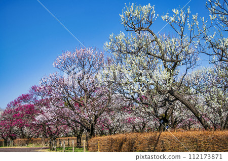 Fuchu City, Tokyo Local Forest Plum Festival 112173871