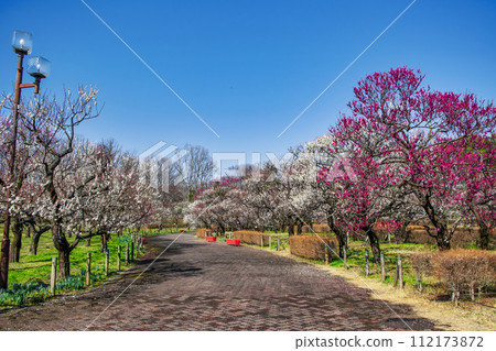 Fuchu City, Tokyo Local Forest Plum Festival 112173872