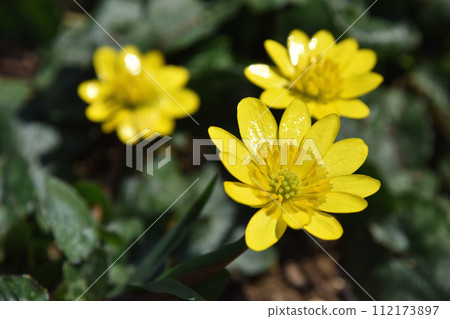 Himekyukinka (Princess Shinkin flower) 112173897