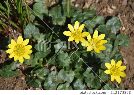 Himekyukinka (Princess Shinkin flower) 112173898